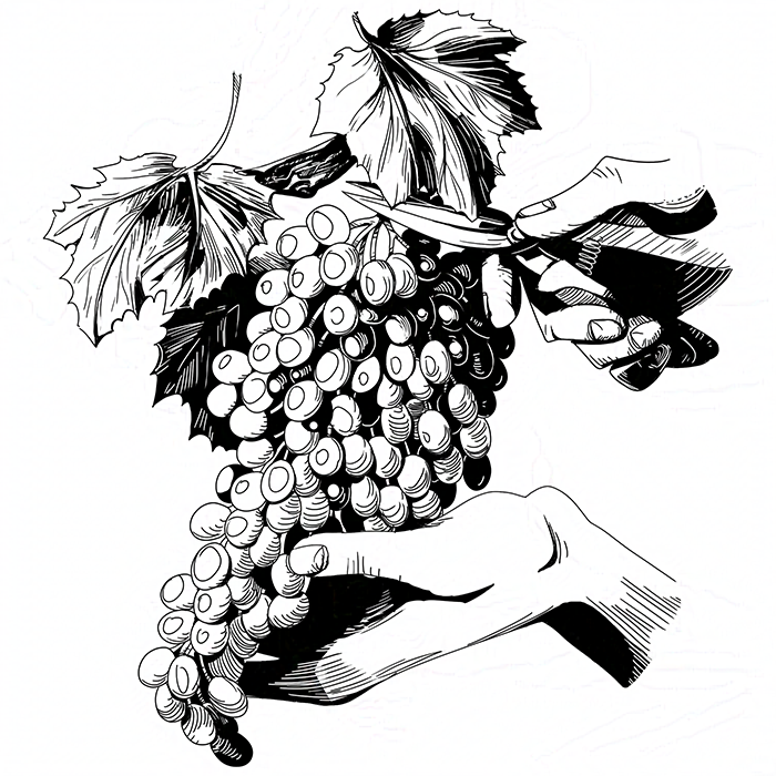 Cutting grapes off the vine.